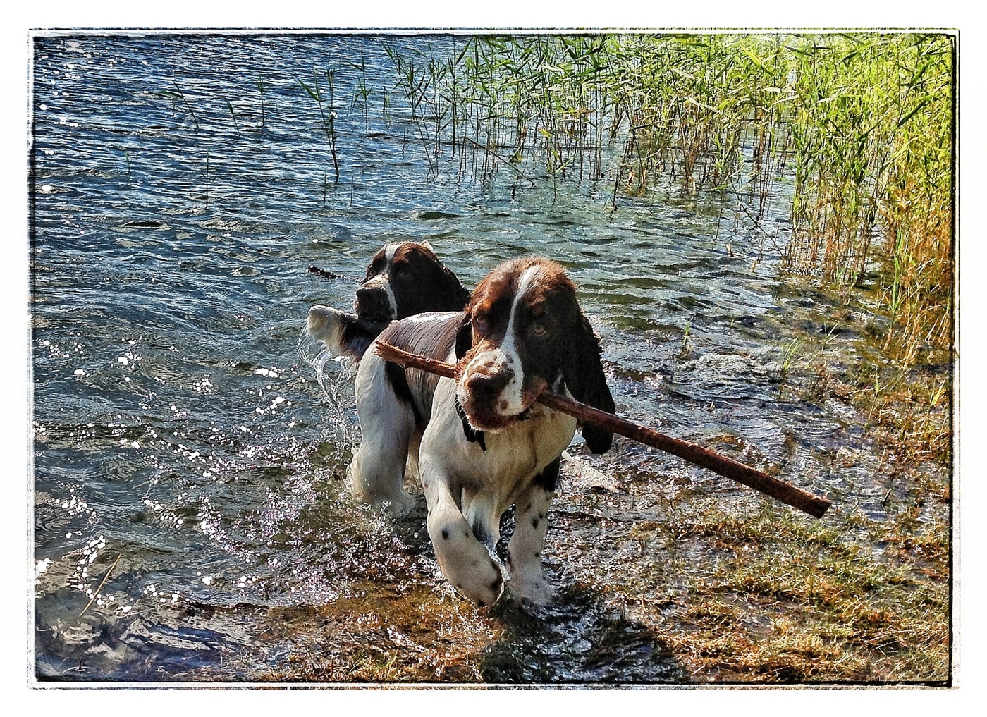 Jack with his huge stick...