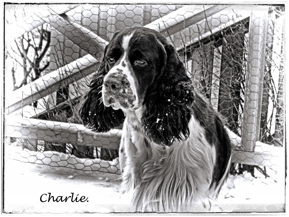 Charlie...