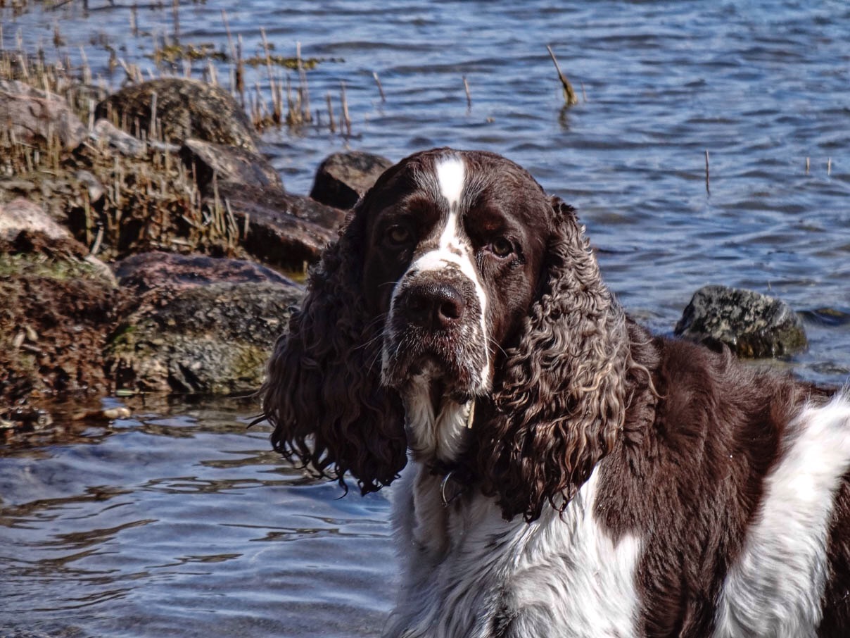 Charlie by the sea...