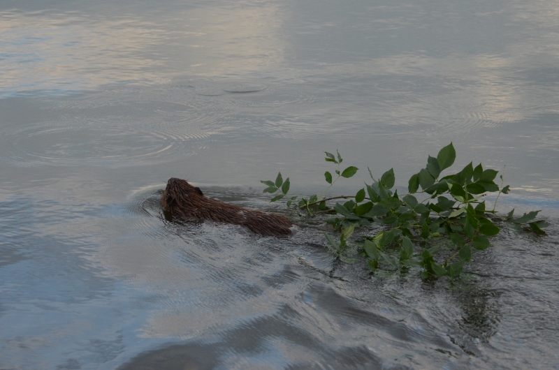 Busy Beaver