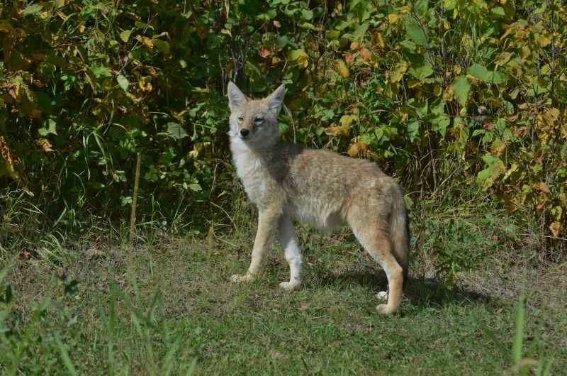 Coyote (Juvenile)