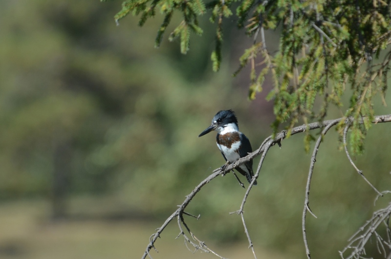 Belted Kingfisher
