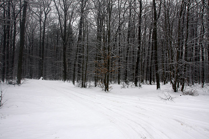 Winter in forest