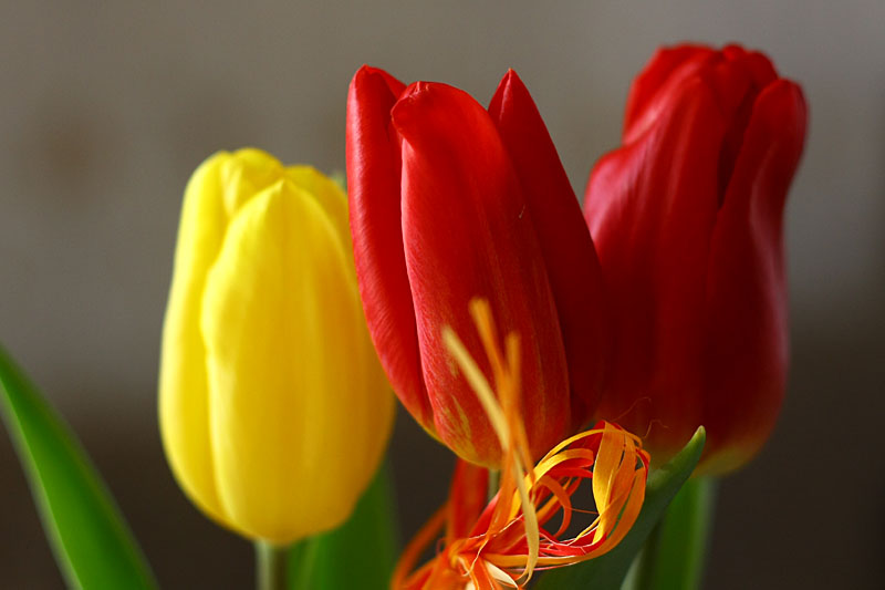 Yellow and duet of red