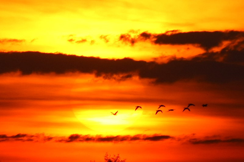Flying into the sun