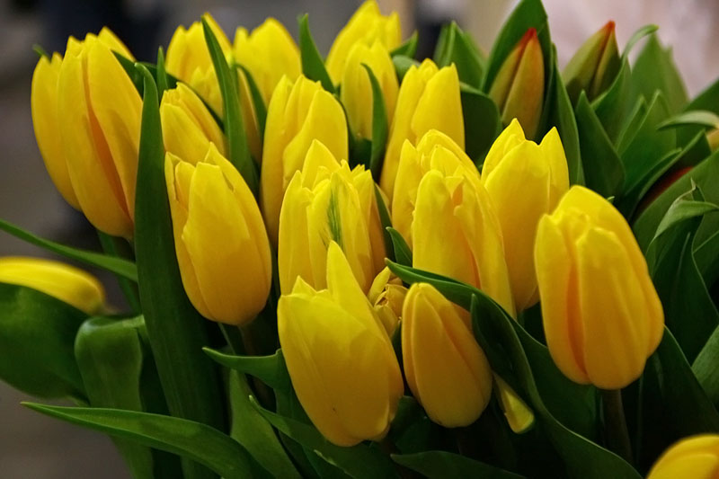 Yellow Tulips