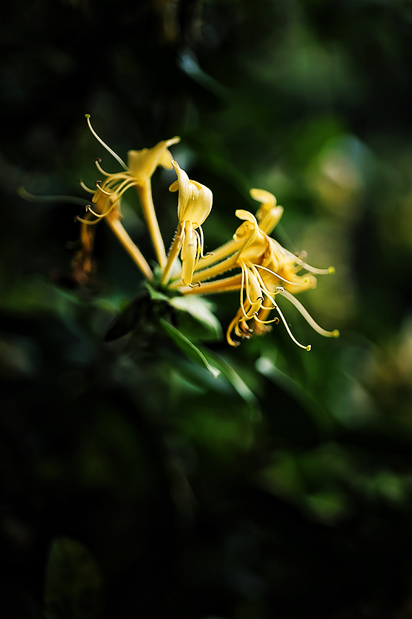 Honeysuckle