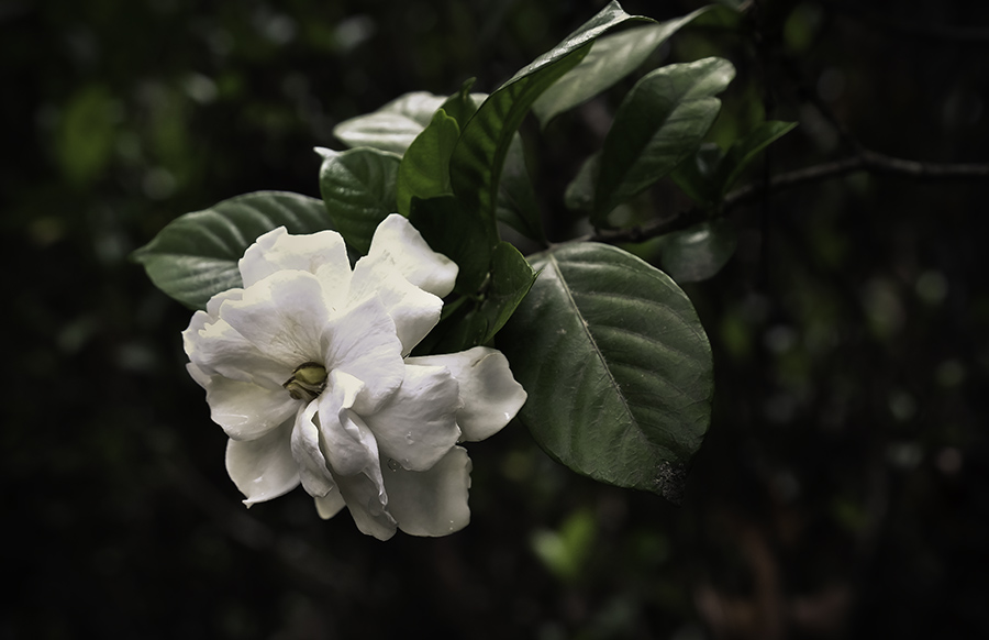 Gardenia