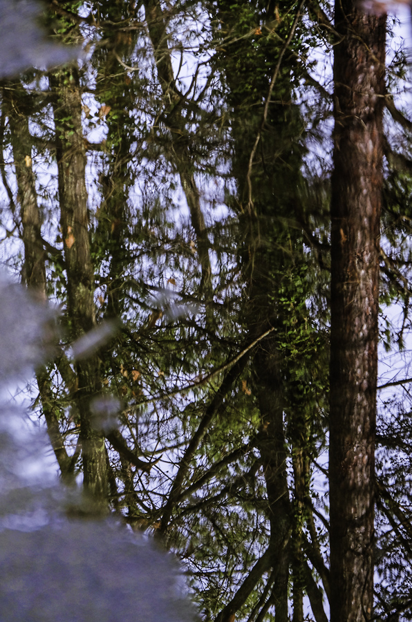 Puddle Reflection