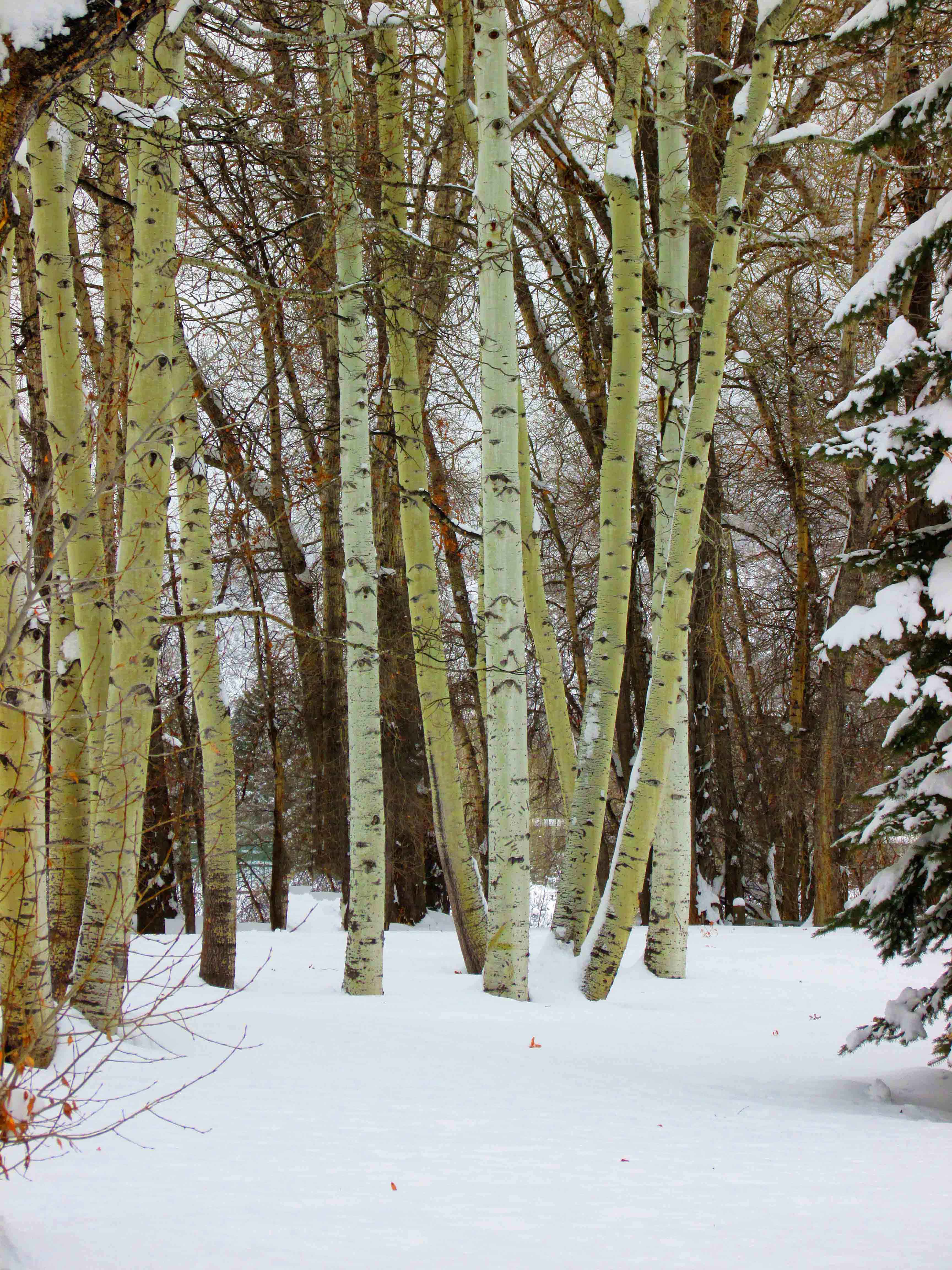 Arbres, hiver, tranquillit  Antonio DE MORAIS  2014.jpg