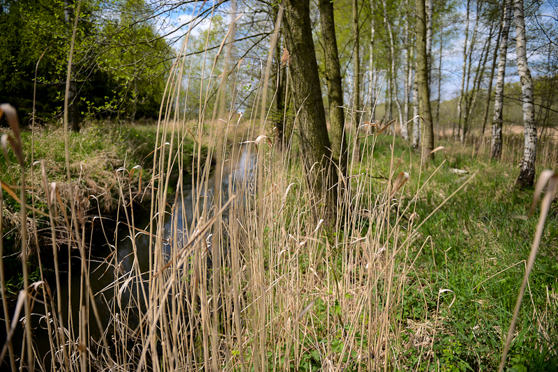 Beaver Sanctuary, Zabor Nature Reserve