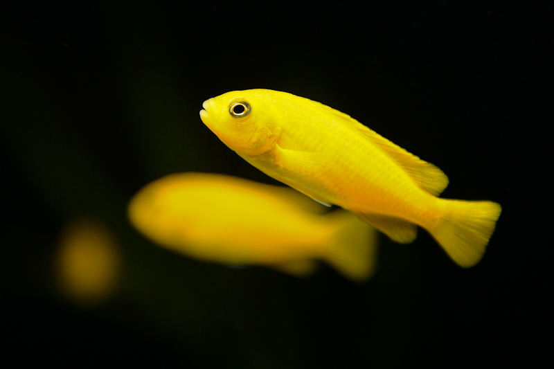 Saulosi cichlids