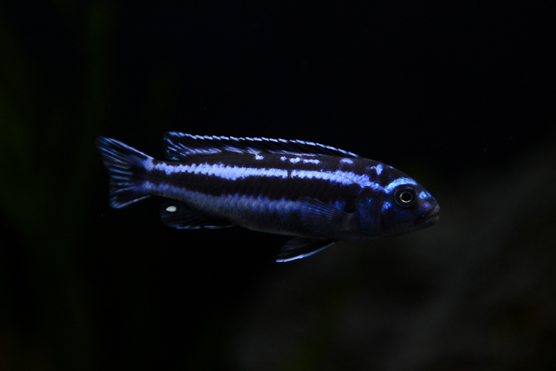 Maingano cichlid