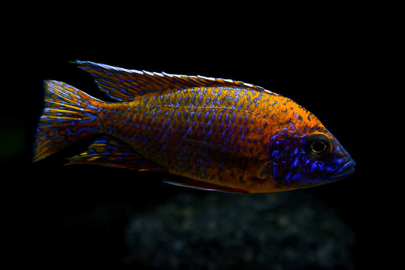Aulonocara Rubin Red