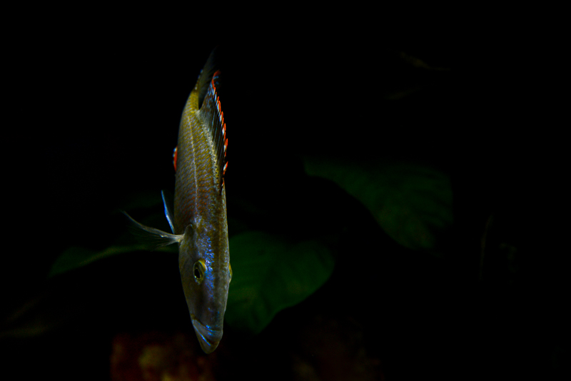 Dimidiochromis compressiceps
