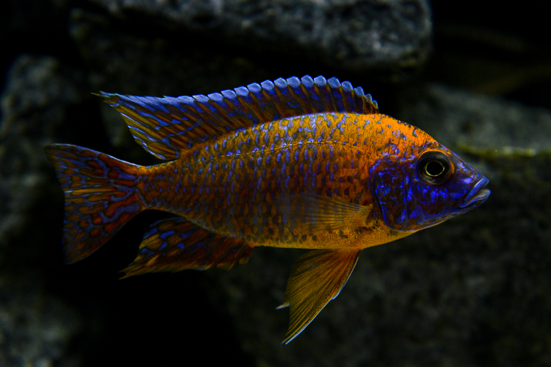 Aulonocara Rubin Red