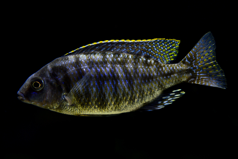 Protomelas fenestratus Nkanda yellow belly