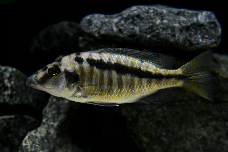 Mylochromis Mchuse