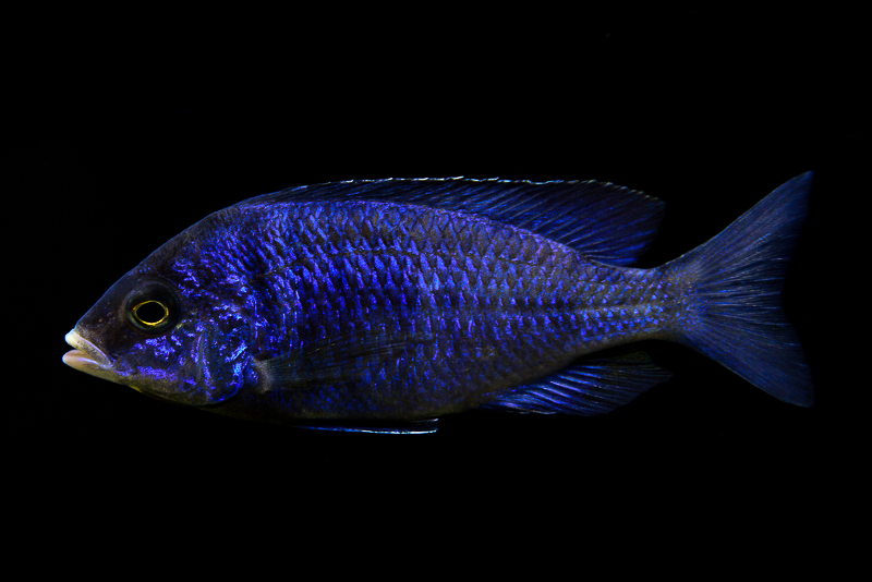 Placidochromis phenochilus Mdoka white lips