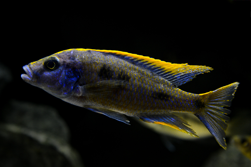 Otopharynx lithobates Zimbawe Rock