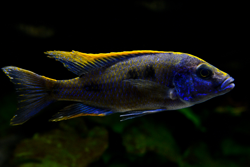 Otopharynx lithobates Zimbawe Rock