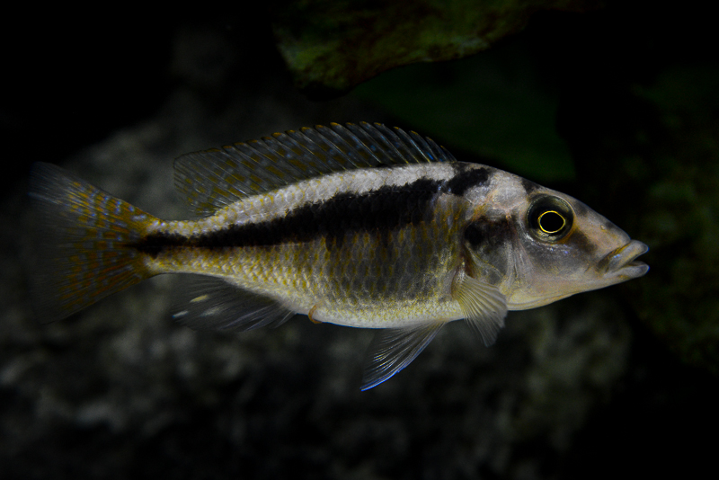 Mylochromis Mchuse