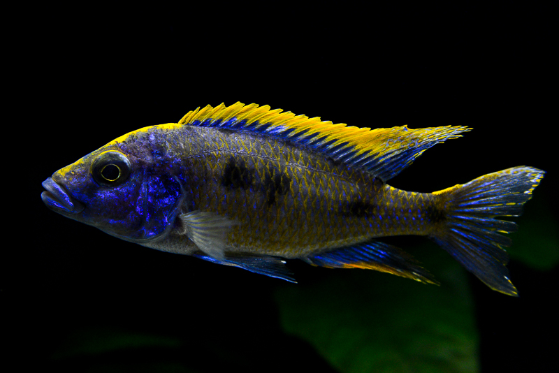Otopharynx lithobates Zimbawe Rock