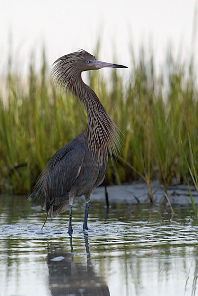 Florida BIrds 