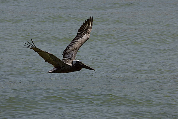 Florida BIrds