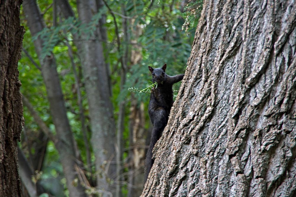 Black squirrel.jpg