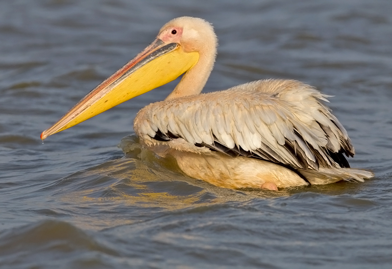 Great White Pelican