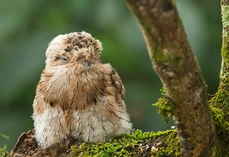 Common Potoo