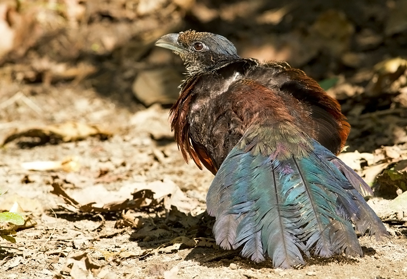 Banded Ground Cuckoo