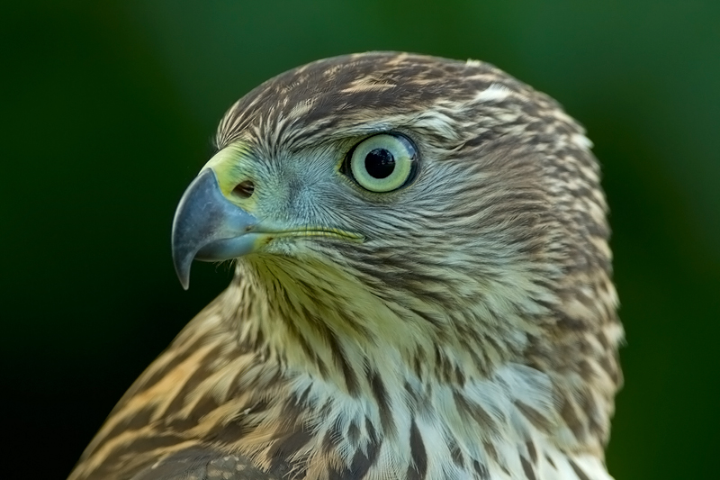 Northern Goshawk(fem)