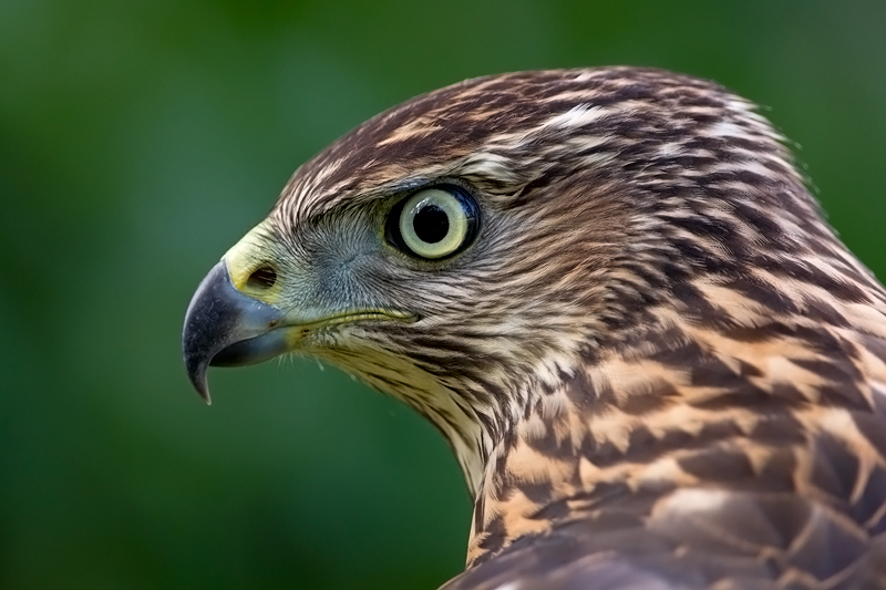 Northern Goshawk(fem)