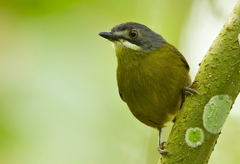 Green-backed Robin
