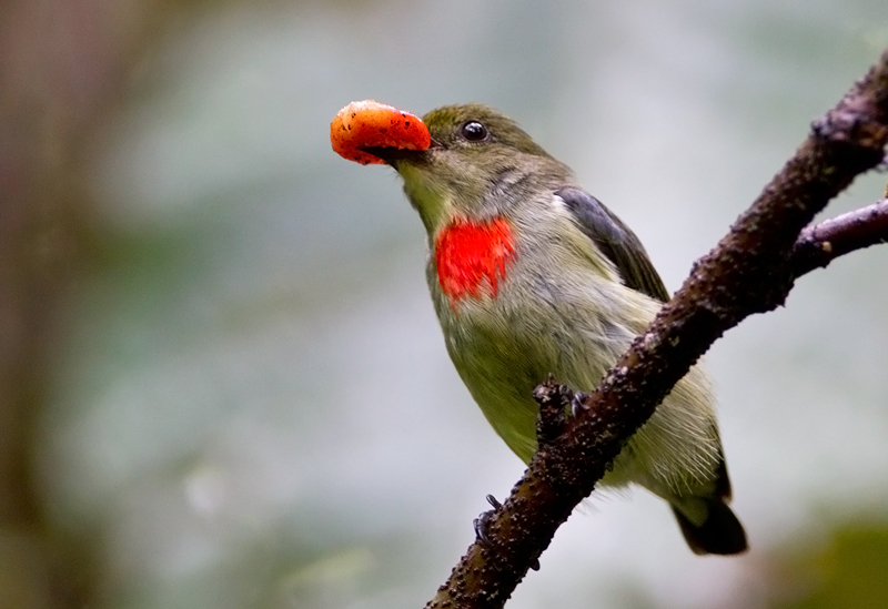 Olive-Crowned Berrypecker.