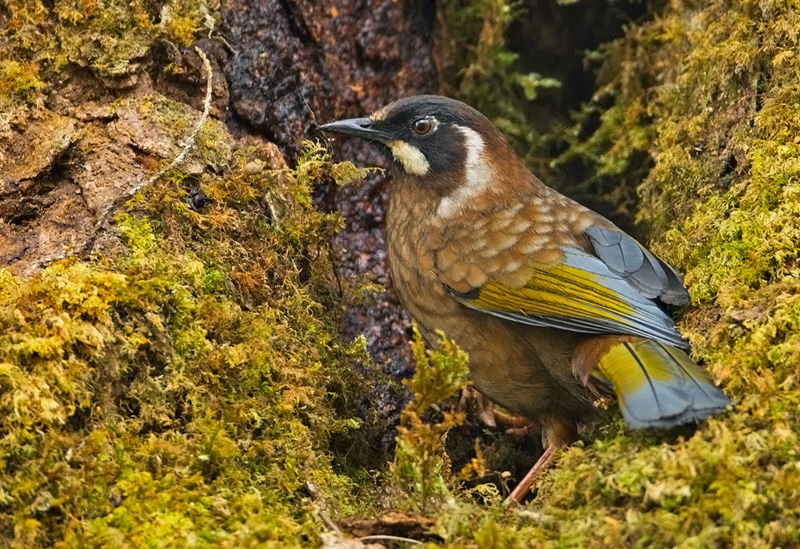 Black-faced Laughingthrush