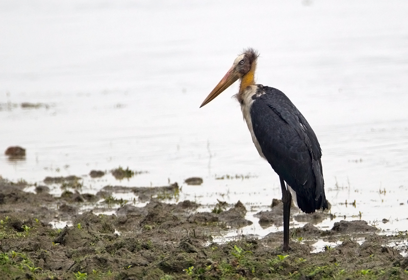 Lesser Adjutant