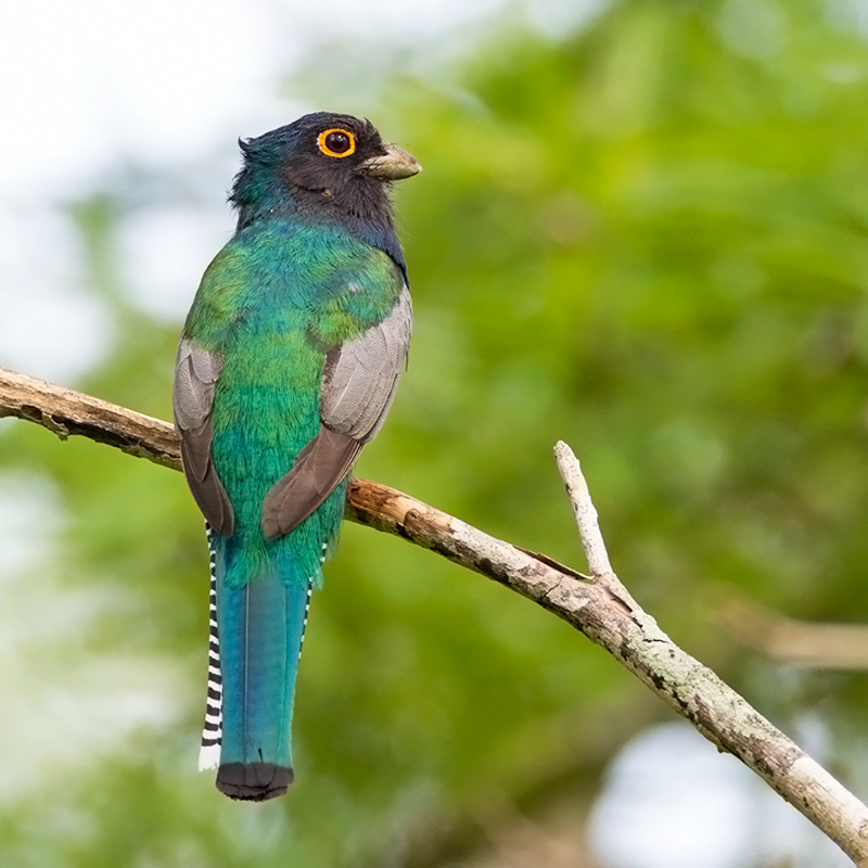 Surucua Trogon