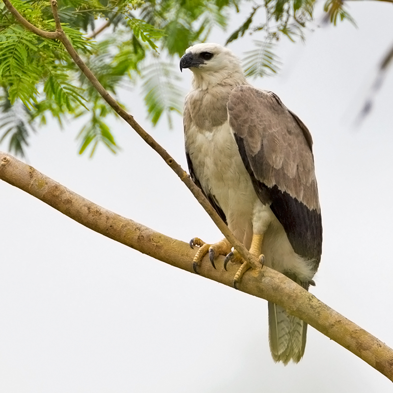 Harpy Eagle
