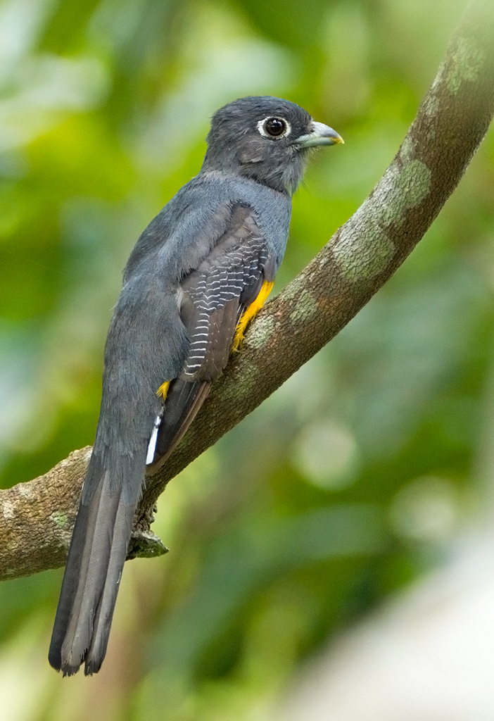 Surucua Trogon.(f)