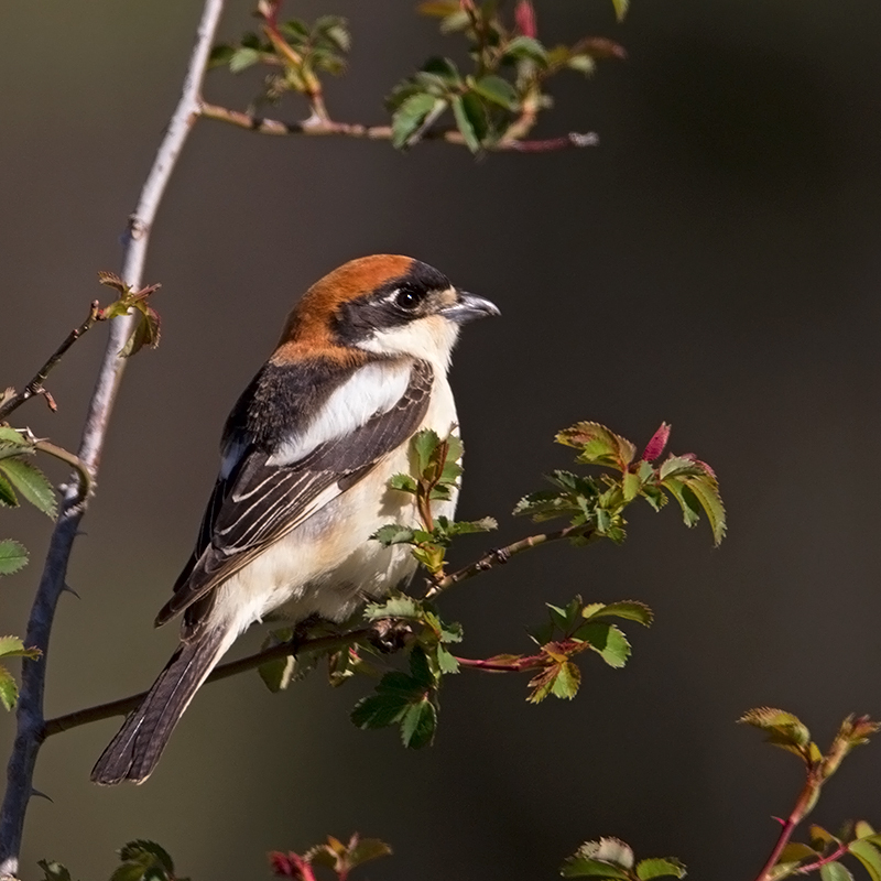 Red-headed Shrike