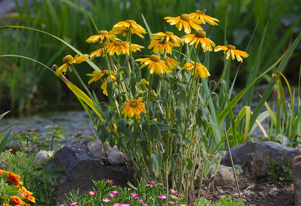 Rudbeckia