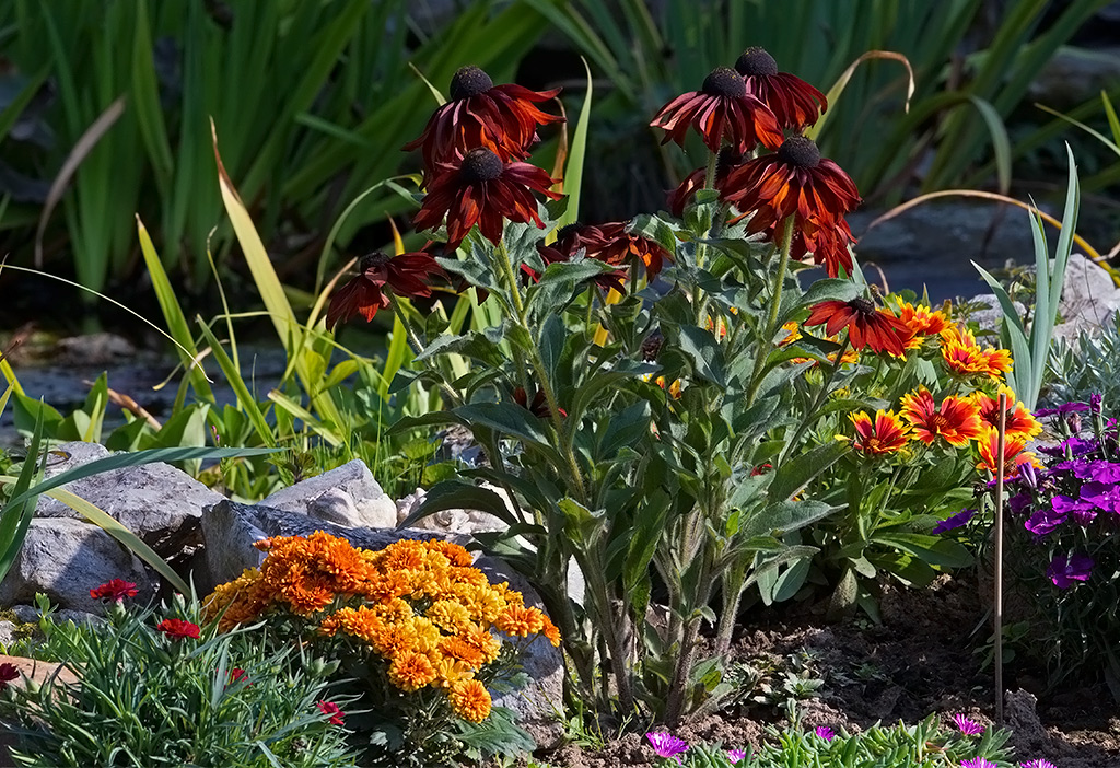 Rudbeckia