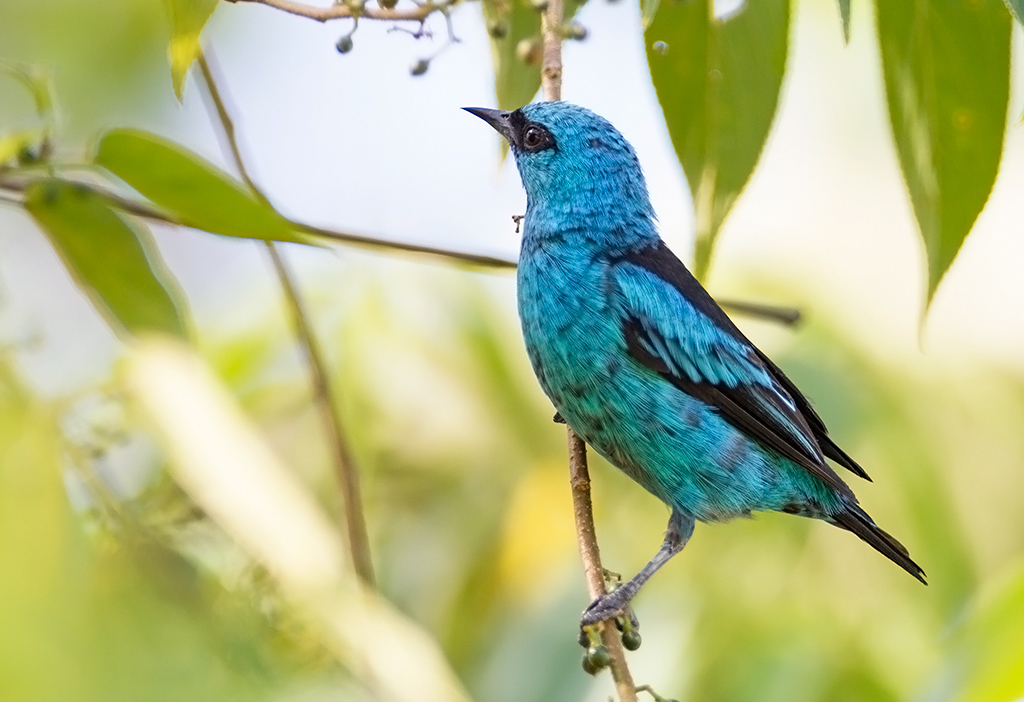 Black-Legged Dacnis