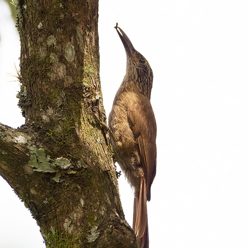 White-throated Woodcreeper