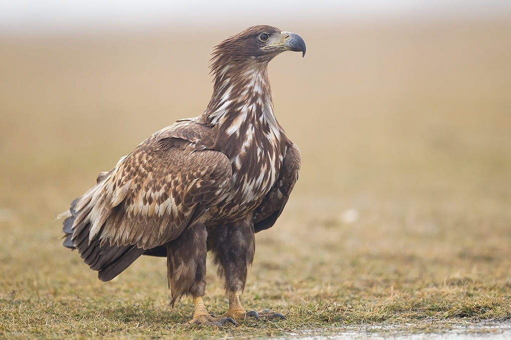 White-tailed Eagle