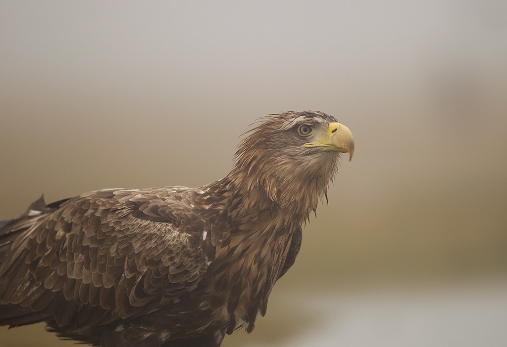 White-tailed Eagle