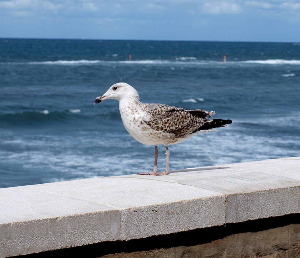 Yellowlegged Gull (Laurus michahellis)Sicily Italy